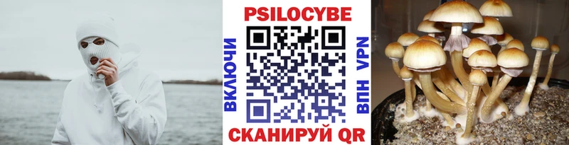 купить  цена  Звенигород  Псилоцибиновые грибы прущие грибы 